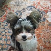 Kirkland Animal Hospital ico