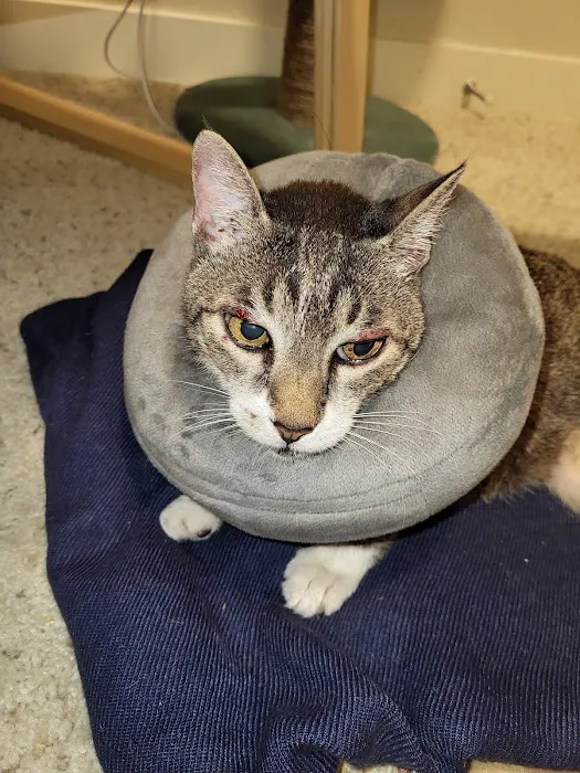 Eastside Veterinary Associates - Kirkland Picture 4