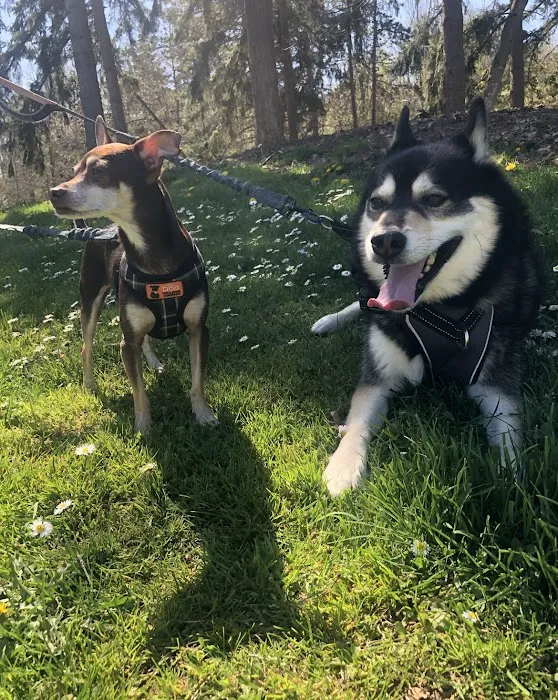 My Pet's Veterinary Urgent Care and Wellness Picture 10