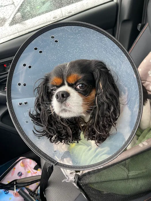 My Pet's Veterinary Urgent Care and Wellness Picture 6