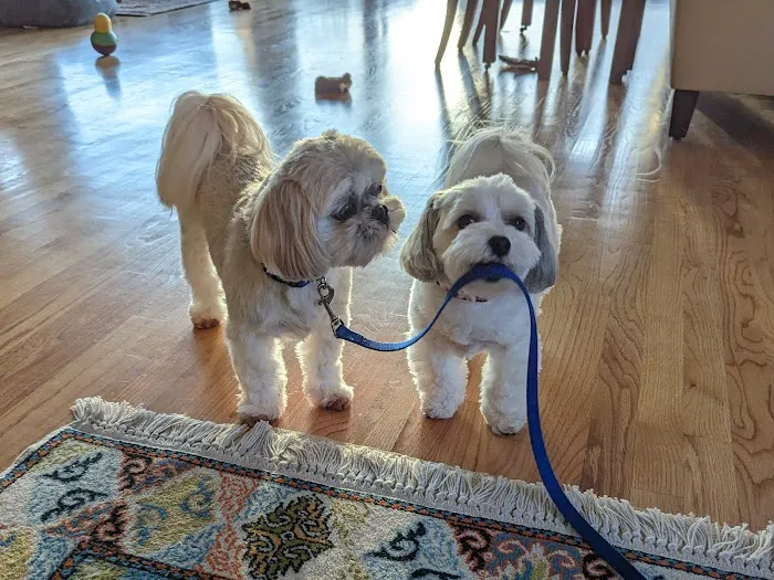 My Pet's Veterinary Urgent Care and Wellness Picture 5