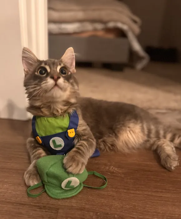 My Pet's Veterinary Urgent Care and Wellness Picture 3