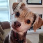 My Pet's Veterinary Urgent Care and Wellness