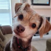 My Pet's Veterinary Urgent Care and Wellness ico