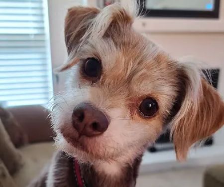 My Pet's Veterinary Urgent Care and Wellness