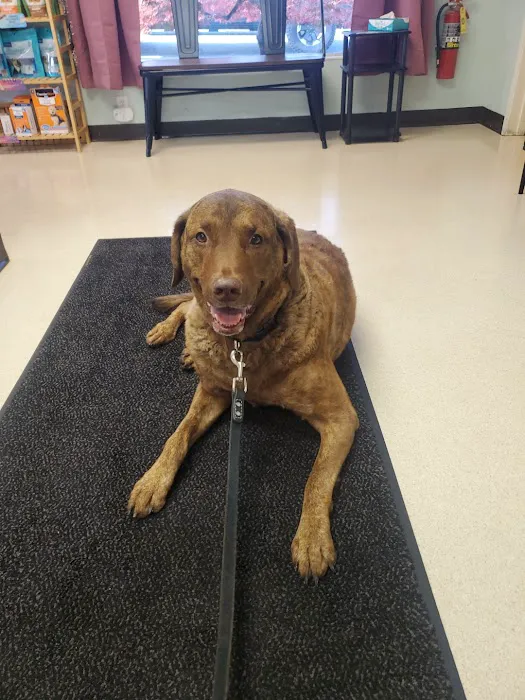 VCA Rose Hill Animal Hospital Picture 5