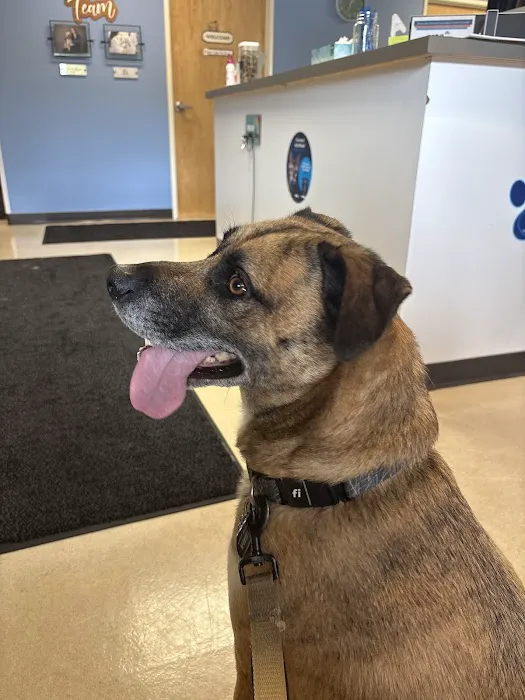 VCA Rose Hill Animal Hospital Picture 3