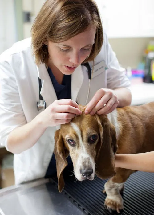 VCA Bellevue Veterinary Hospital Picture 9