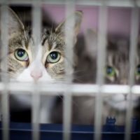 VCA Bellevue Veterinary Hospital ico