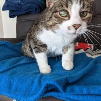 Northwest Animal Eye Specialists ico
