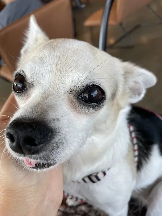Northwest Animal Eye Specialists Picture 3