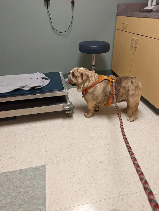 Northwest Animal Eye Specialists Picture 4