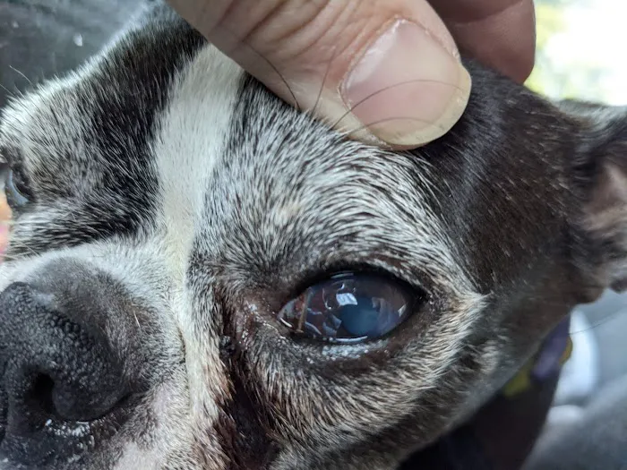 Northwest Animal Eye Specialists Picture 10