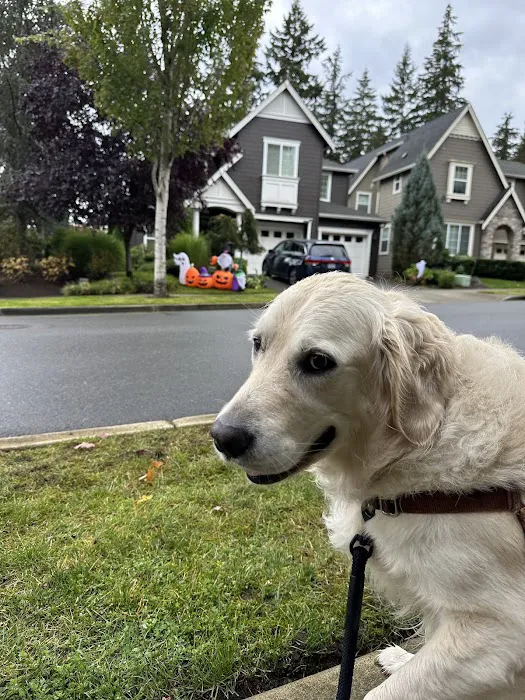 Redmond-Kirkland Animal Hospital, A Thrive Pet Healthcare Partner Picture 10