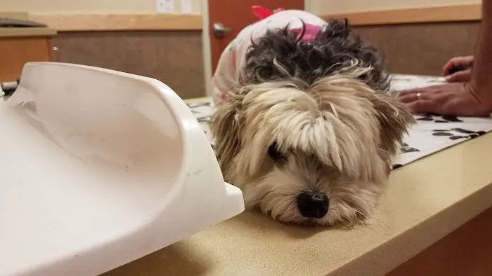 Brookfield Veterinary Hospital Picture 1
