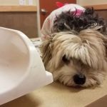 Brookfield Veterinary Hospital