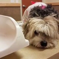 Brookfield Veterinary Hospital ico