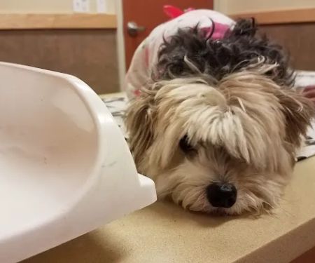 Brookfield Veterinary Hospital