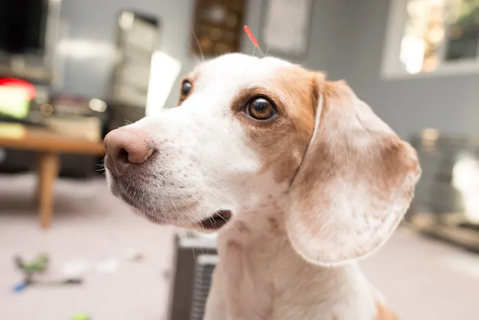 Braun Veterinary Housecalls - In-home pet care (acupuncture, wellness, minor illness - holistic and integrative services) Picture 8