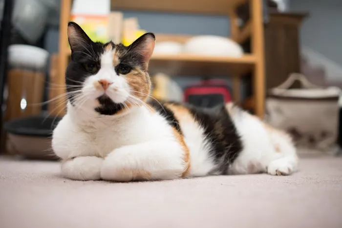 Braun Veterinary Housecalls - In-home pet care (acupuncture, wellness, minor illness - holistic and integrative services) Picture 9
