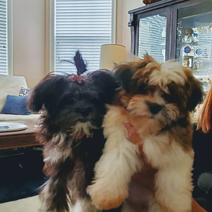 Braun Veterinary Housecalls - In-home pet care (acupuncture, wellness, minor illness - holistic and integrative services) Picture 10