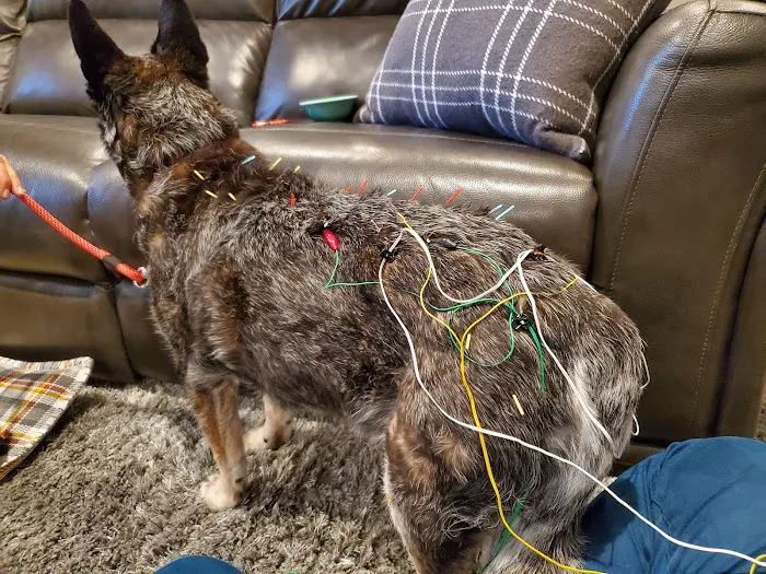 Braun Veterinary Housecalls - In-home pet care (acupuncture, wellness, minor illness - holistic and integrative services) Picture 6