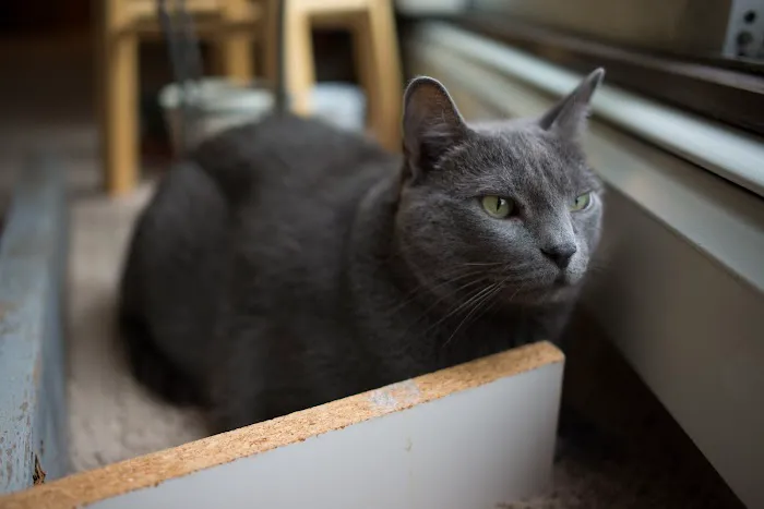 Braun Veterinary Housecalls - In-home pet care (acupuncture, wellness, minor illness - holistic and integrative services) Picture 7