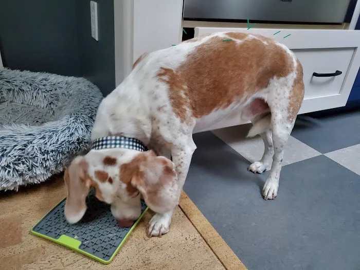 Braun Veterinary Housecalls - In-home pet care (acupuncture, wellness, minor illness - holistic and integrative services) Picture 1