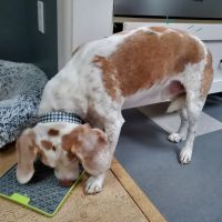 Braun Veterinary Housecalls - In-home pet care (acupuncture, wellness, minor illness - holistic and integrative services) ico