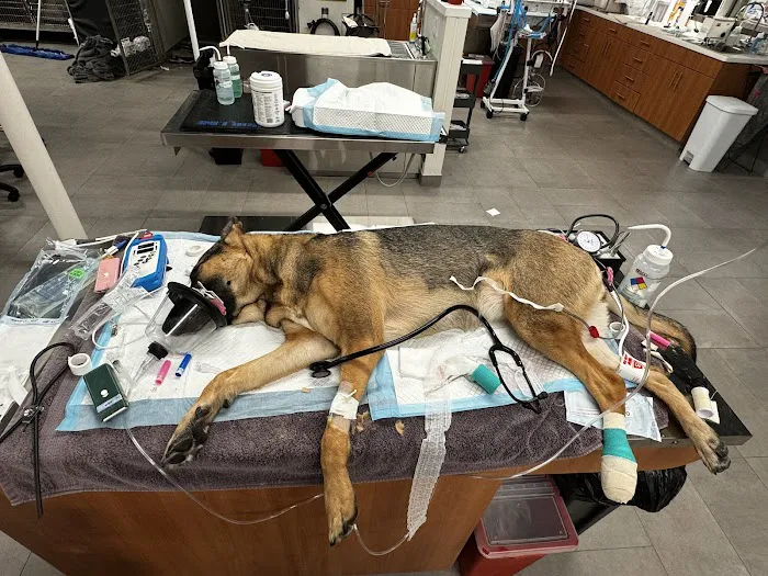 Veterinary Emergency Group Picture 9