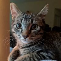 Animal Healing Center ico