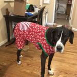 Animal Emergency Hospital of Redmond