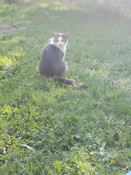 Animal Emergency Hospital of Redmond Picture 10