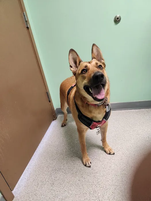 Clover Veterinary Hospital Picture 6