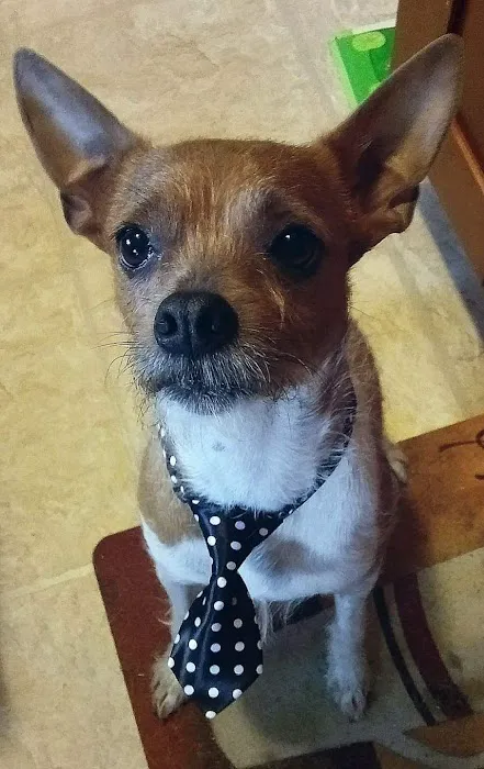 Clover Veterinary Hospital Picture 1
