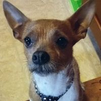 Clover Veterinary Hospital ico