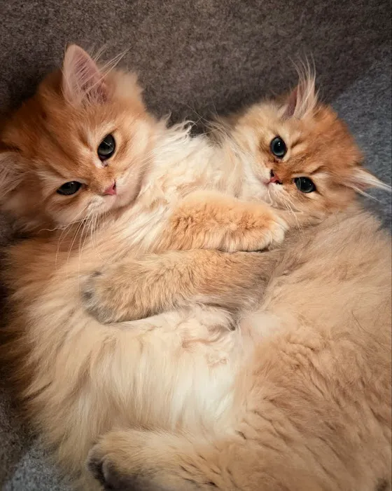 Oscar British Cattery Picture 1