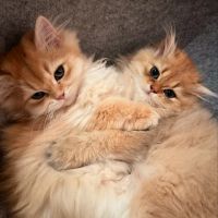 Oscar British Cattery ico