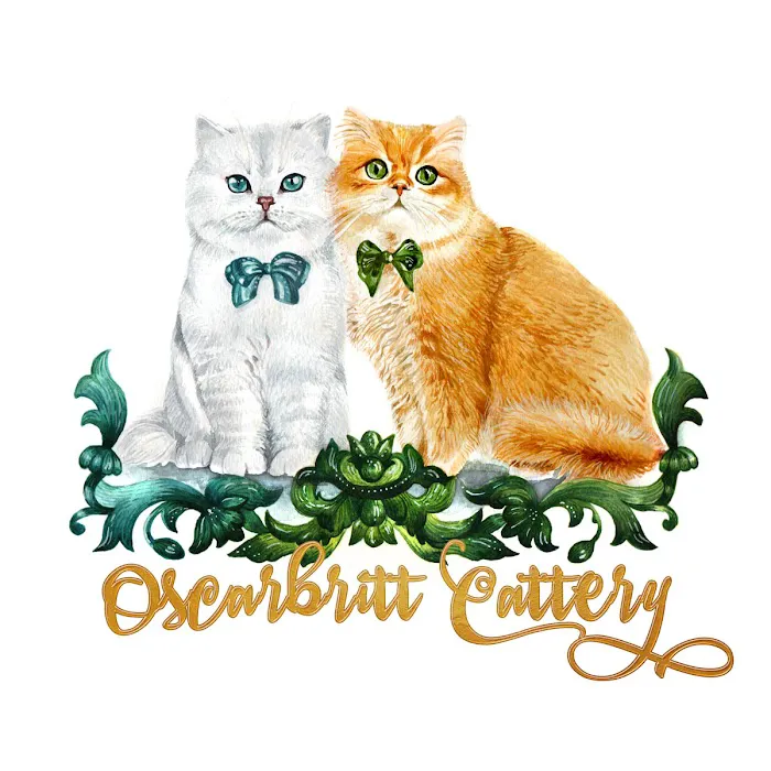 Oscar British Cattery Picture 5