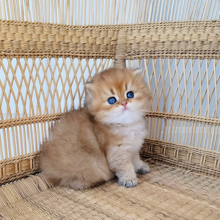 Oscar British Cattery Picture 8
