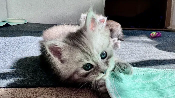 Bastet Maine Coons Picture 1