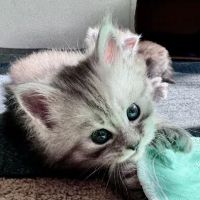 Bastet Maine Coons ico