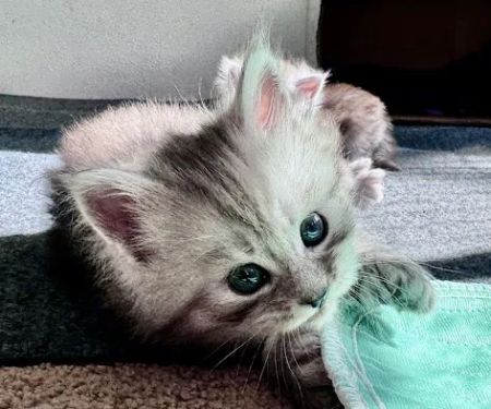 Bastet Maine Coons