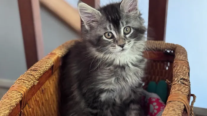 Bastet Maine Coons Picture 4
