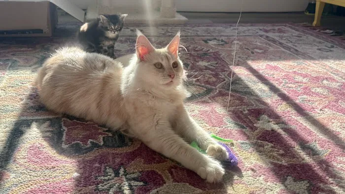 Bastet Maine Coons Picture 3