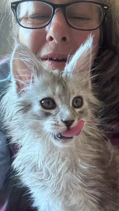 Bastet Maine Coons Picture 9