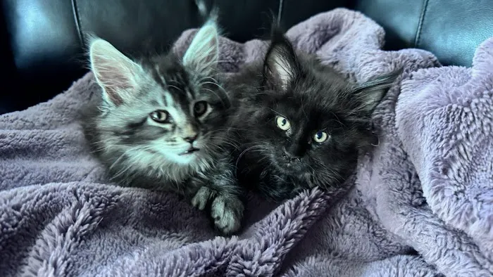 Bastet Maine Coons Picture 7