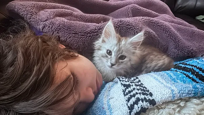 Bastet Maine Coons Picture 5