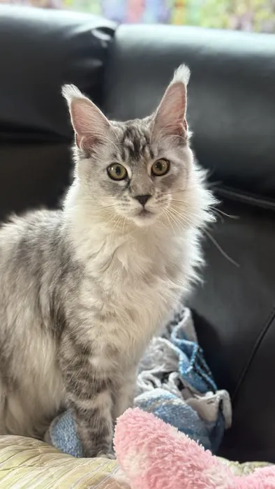 Bastet Maine Coons Picture 10