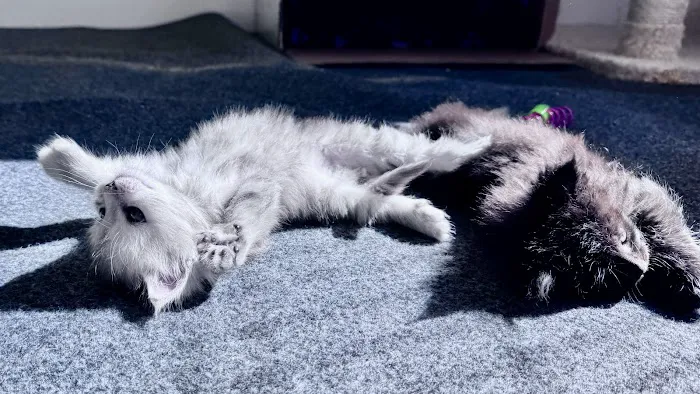 Bastet Maine Coons Picture 2